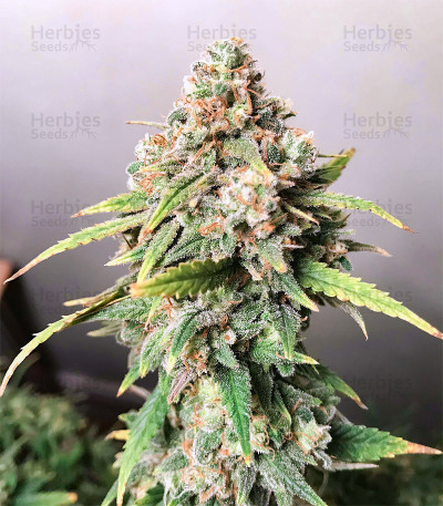 Skunk XL — Royal Queen Seeds