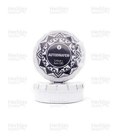 Critical + Autoflowering CBD — Dinafem Seeds