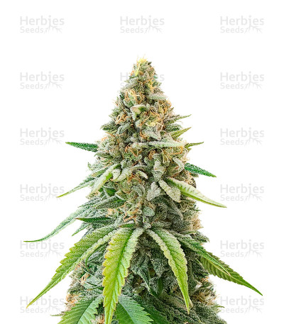 Ghost Train Haze x Pellezino — Herbies Seeds