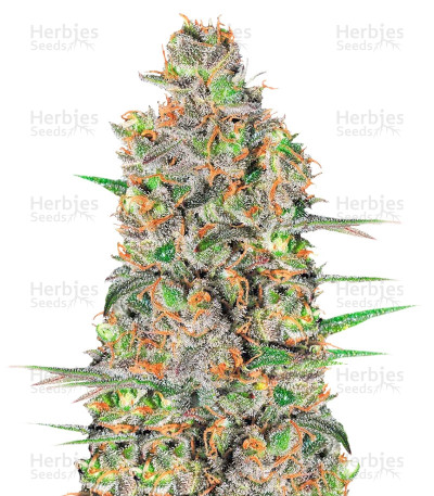 Green Love Potion — Samsara Seeds