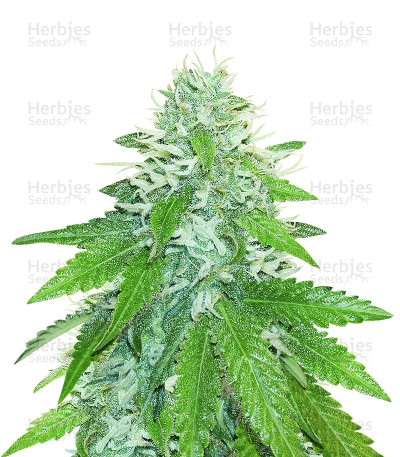Green Ninja — Heavyweight Seeds