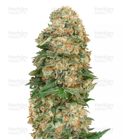 Afghan Skunk — Advanced Seeds