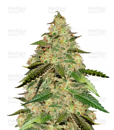 Big Bud