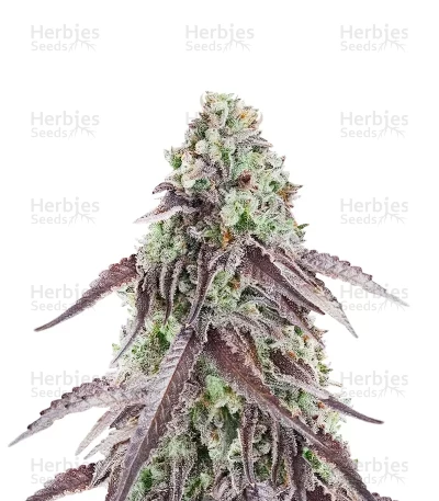 Granny Candy — Humboldt Seed Company