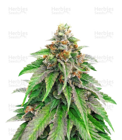 Strawberry Amnesia — Herbies Seeds