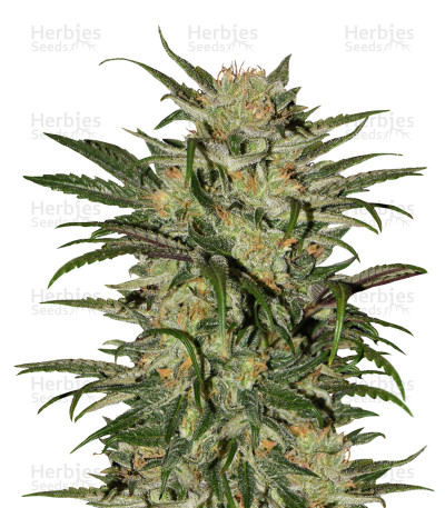 Blue Dream CBD — Humboldt Seeds Organization