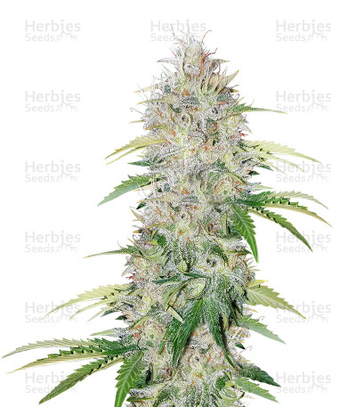 Blueberry Cookies — Dinafem Seeds