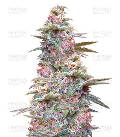 Snow Moon — Ace Seeds