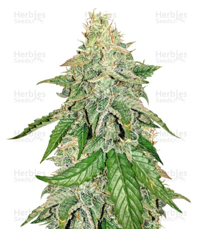 Sour Hound F2 Auto