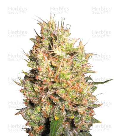 Crazy Miss Hyde — Samsara Seeds