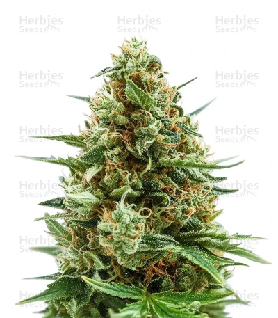 Ice Cream Cake Auto