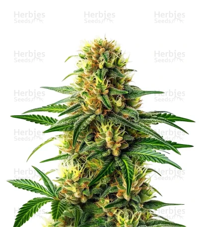 Steve's Hellfire OG