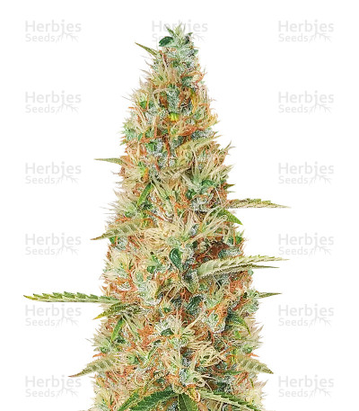 Wedding Glue Auto