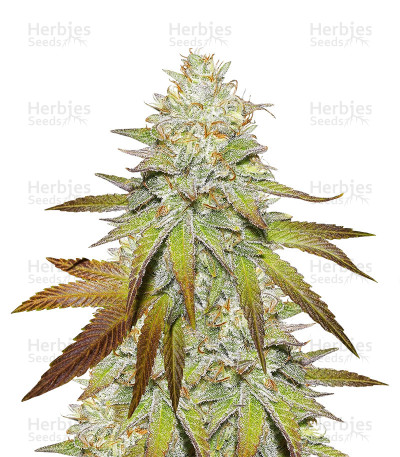 Headstash
