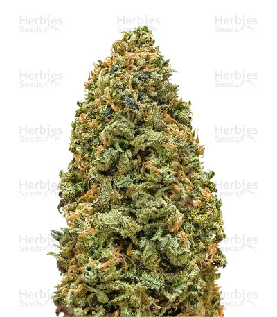 Monster Bruce Banner