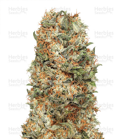 Star Killer — Rare Dankness Seeds