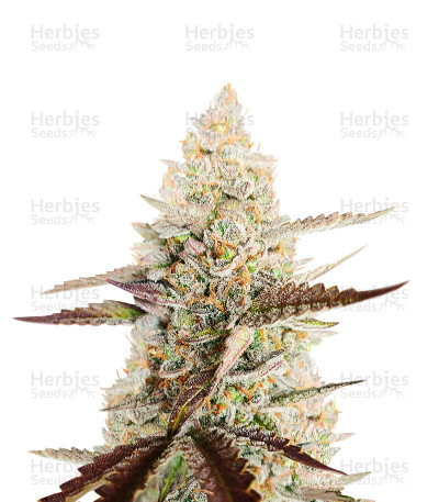 CBD Amnesia — Herbies Seeds