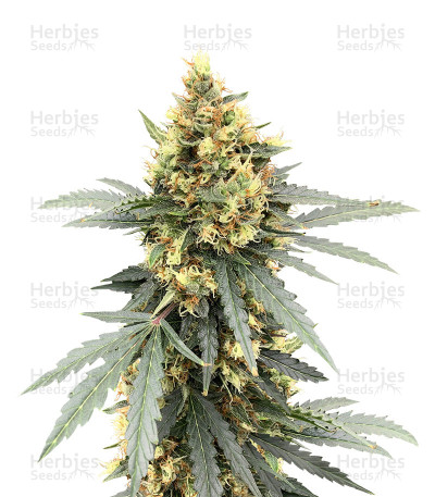 Auto Critical Orange Punch Feminized — Dutch Passion