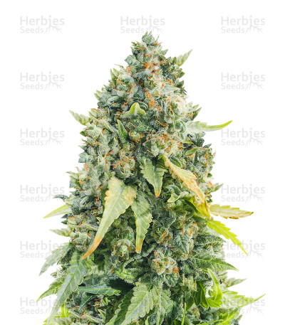 Purple Haze 1 — Positronics Seeds