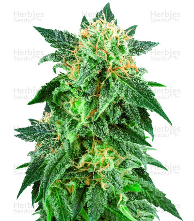 Snow Ryder Automatic — White Label Seed Company