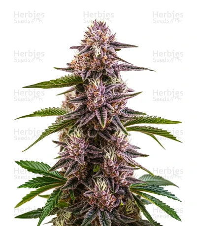 Cherry Pie — World Wide Cultivars
