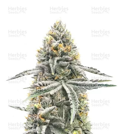 Lemon Jack Autoflower — Seedkeepers