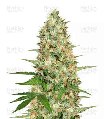 Purple Wreck — Reserva Privada