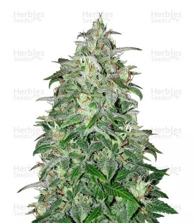THC Bomb Auto — Bomb Seeds