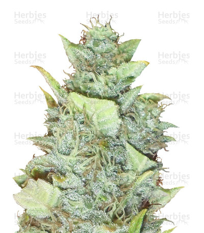 Bubble Gum