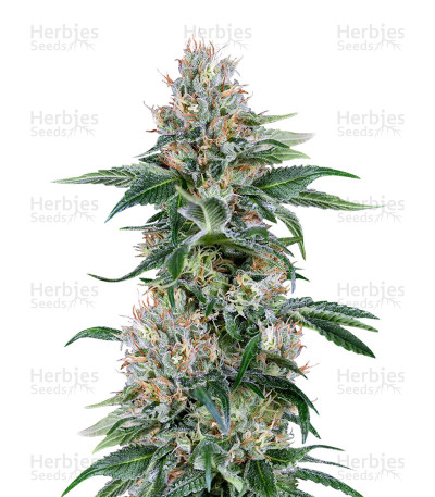 Orange Juice — Dinafem Seeds