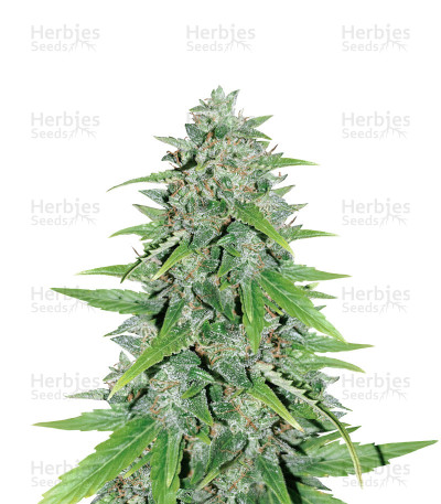 Original Auto Skunk — Fast Buds