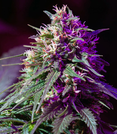 Purple Haze Auto feminized seeds for sale: information and reviews