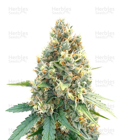 Bruce Banner x Chocolope — Herbies Seeds
