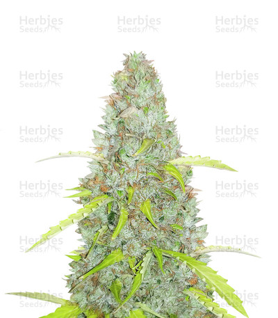 Original Auto Critical — Fast Buds