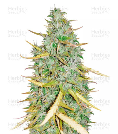 Amnesia CBD Pure Auto — Humboldt Seeds Organization
