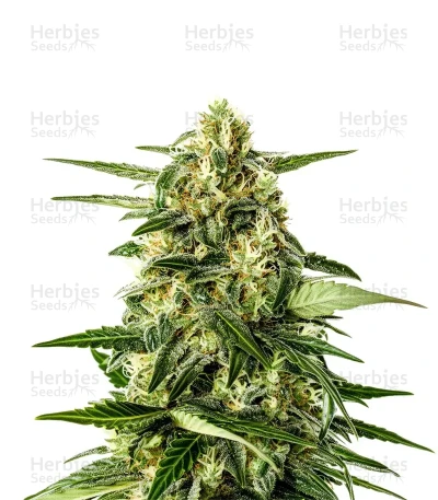 Jack Herer Auto — Green House Seeds