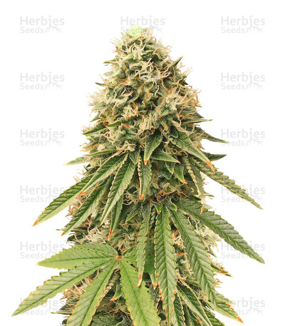Gorilla Bomb