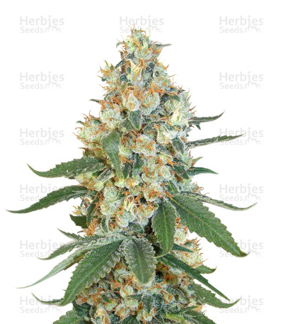 Green Haze — Ace Seeds