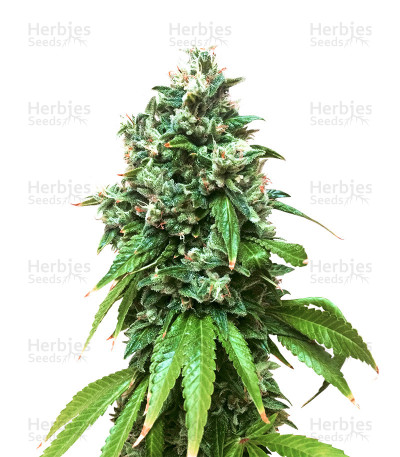 Sour Kush — Reserva Privada