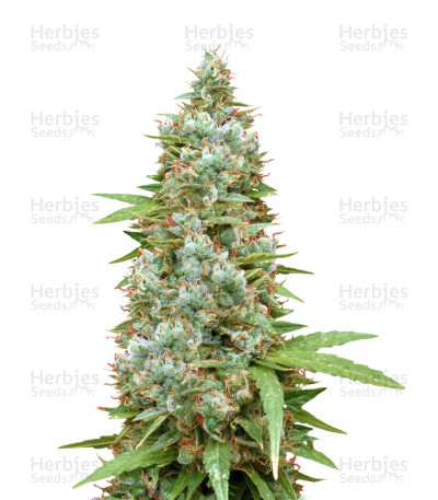 Supercheese — Positronics Seeds