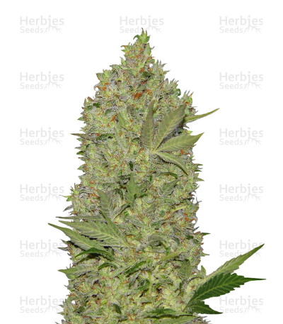 Waist Deep Auto — Heavyweight Seeds