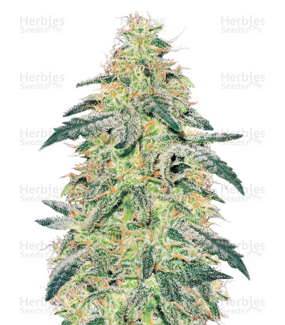 White Skunk