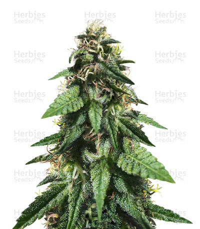 Widow Remedy — Barney's Farm