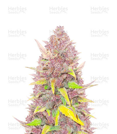 Blueberry x White Widow — Herbies Seeds