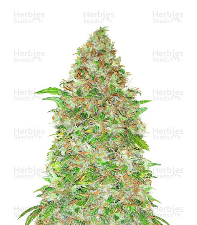 Cotton Candy Kush — Delicious Seeds
