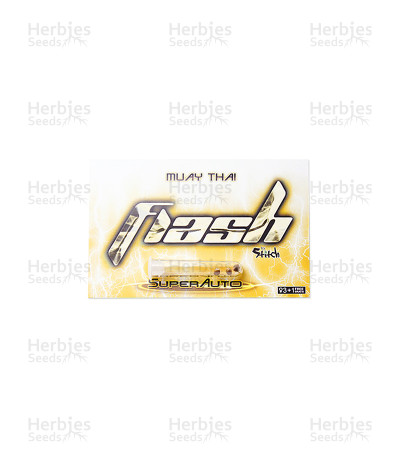 Muay Thai Auto — Flash Seeds Bank