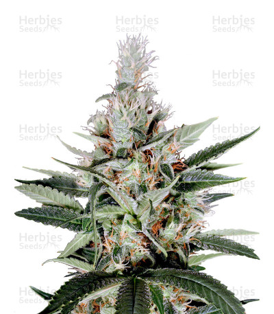 Ortega Indica