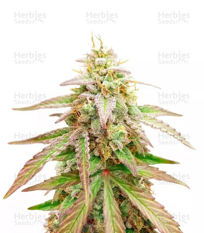 Gelato x Girl Scout Cookies — Herbies Seeds