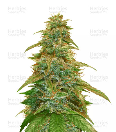 GG#4 Original Glue Auto