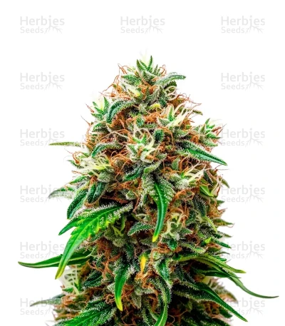 Honey Cream